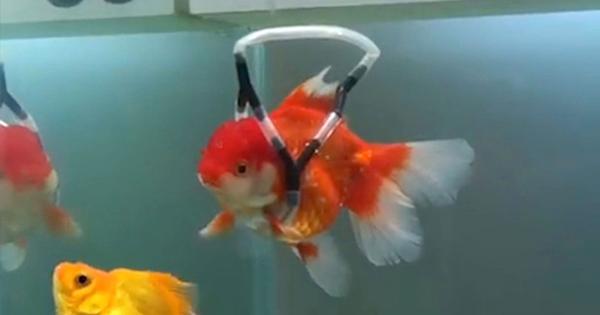 A description of the image