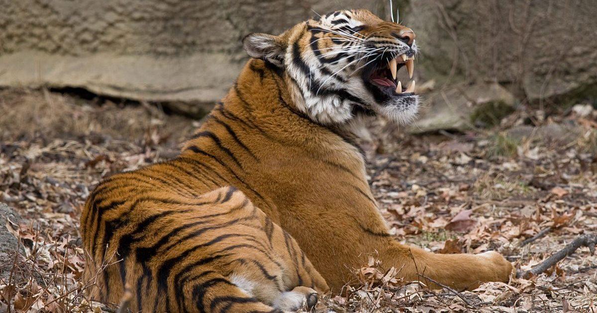 A description of the image