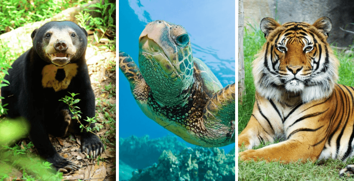 A description of the image