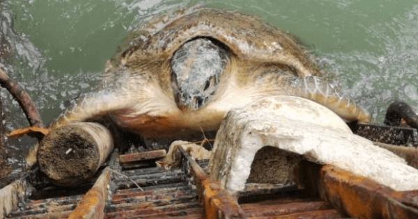 A description of the image