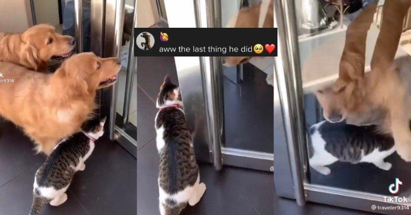 A description of the image