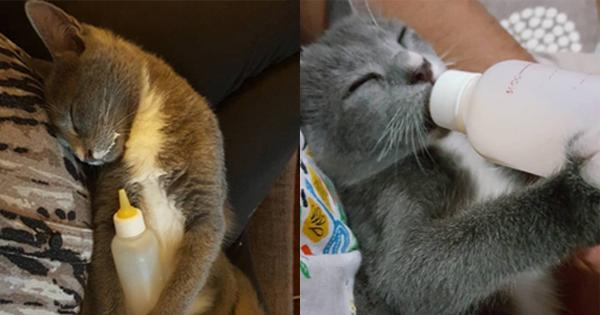 A description of the image