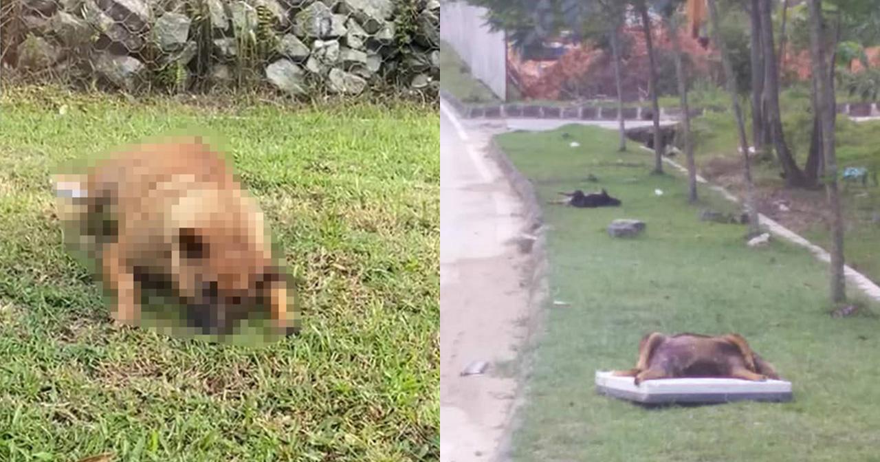 A description of the image