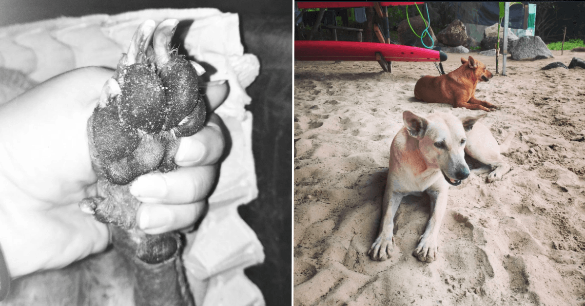 A description of the image