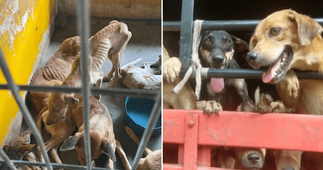 A description of the image