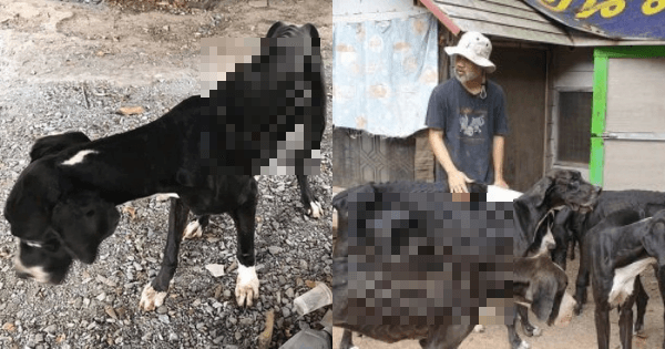 A description of the image