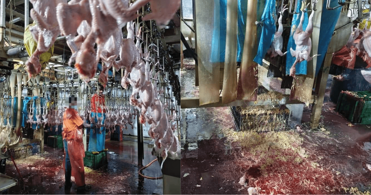 A description of the image