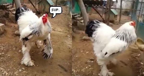 A description of the image