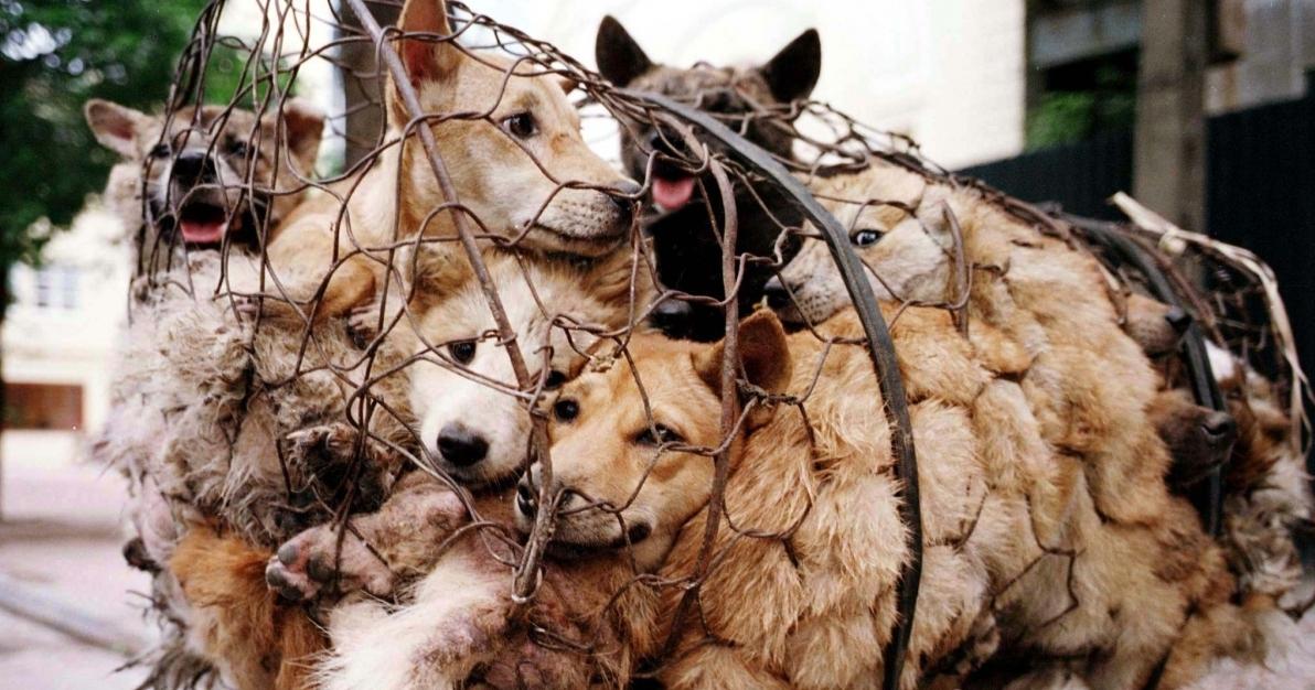 A description of the image