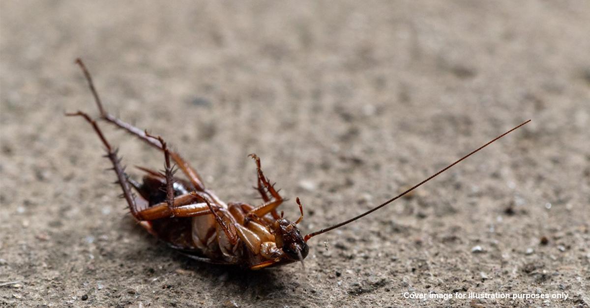 A description of the image