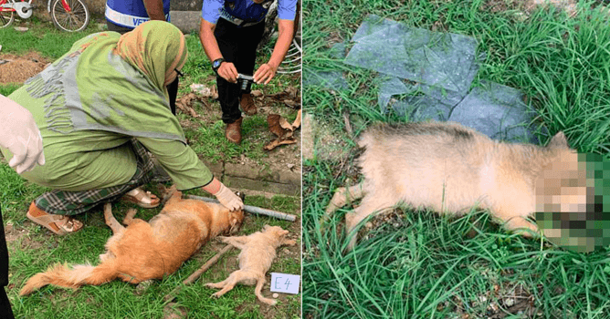 A description of the image