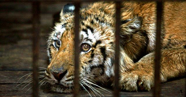 A description of the image