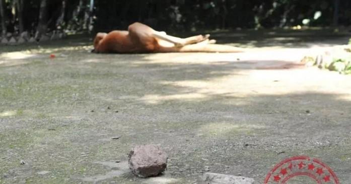 A description of the image