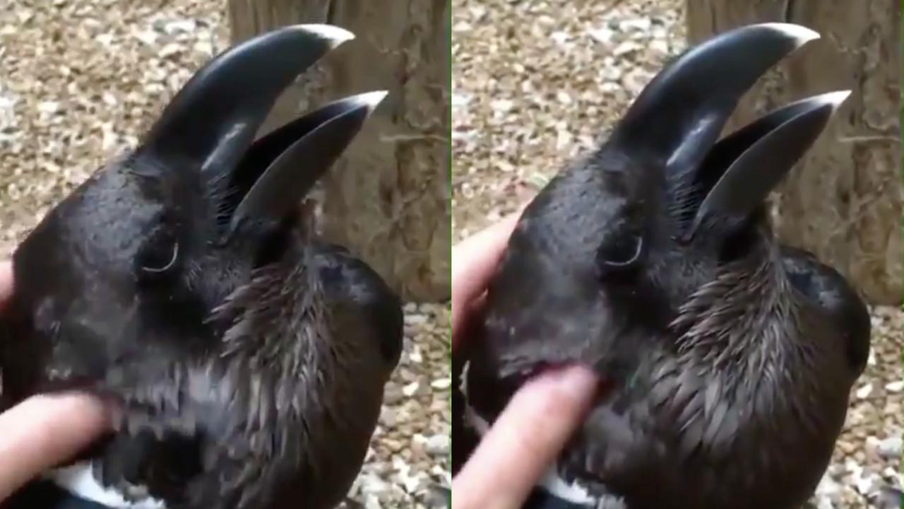 A description of the image