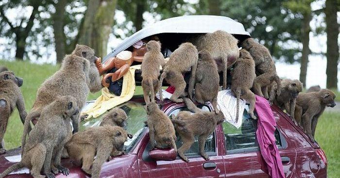 A description of the image