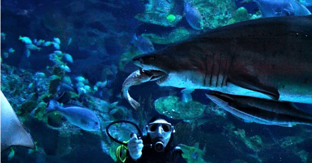 A description of the image