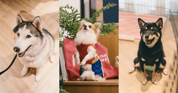 A description of the image