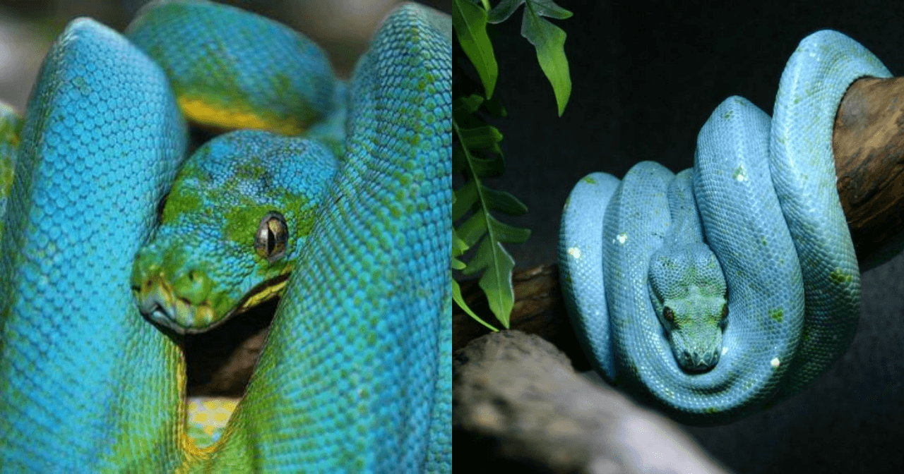 A description of the image