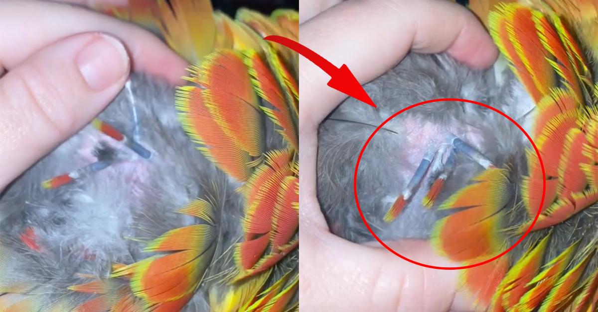 A description of the image