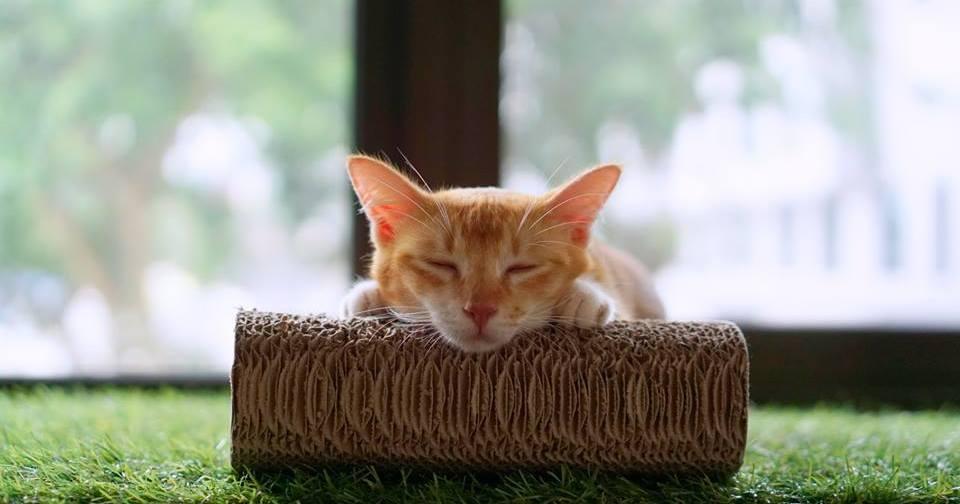 A description of the image