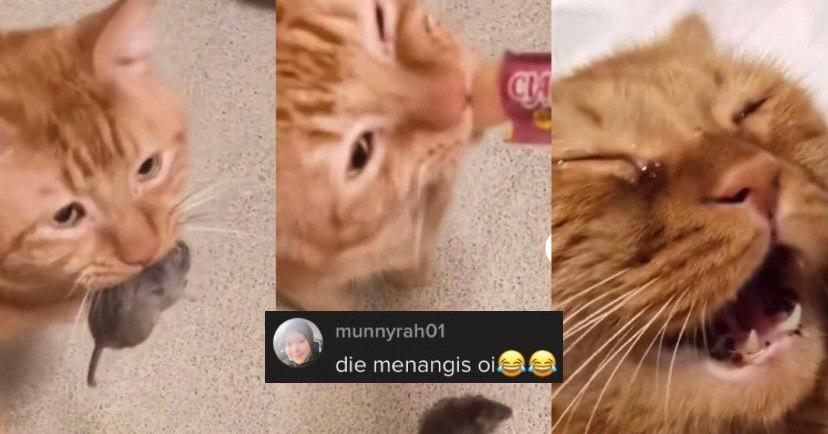 A description of the image