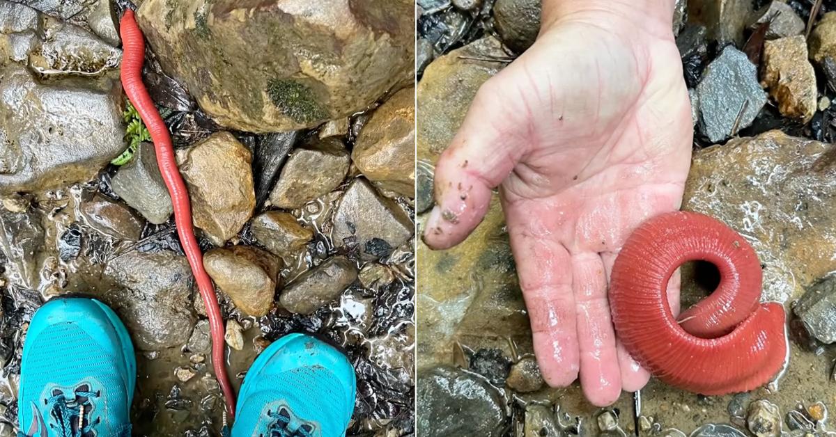 A description of the image