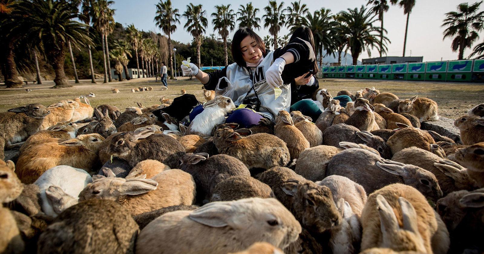 A description of the image