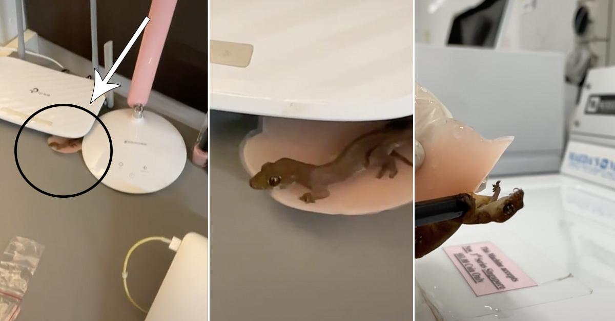 A description of the image