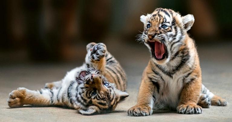 A description of the image