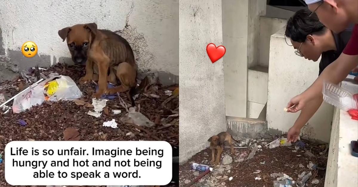 A description of the image