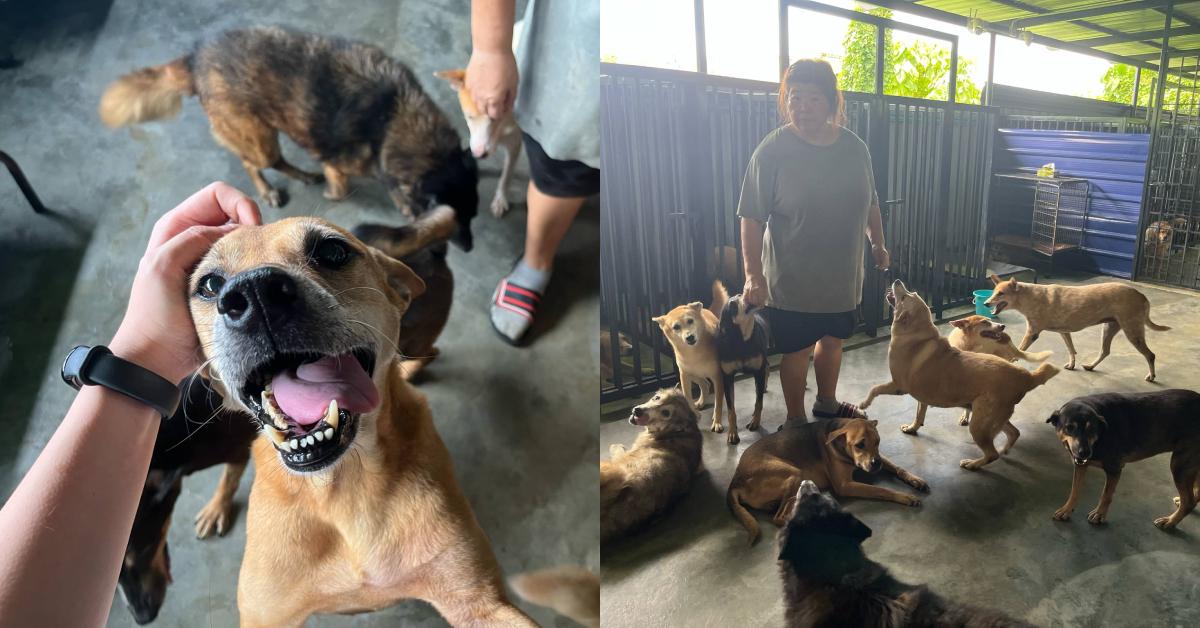 A description of the image