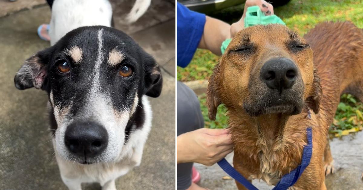 A description of the image