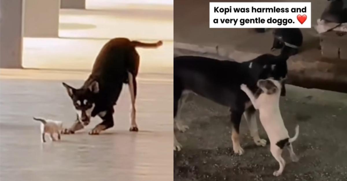 A description of the image