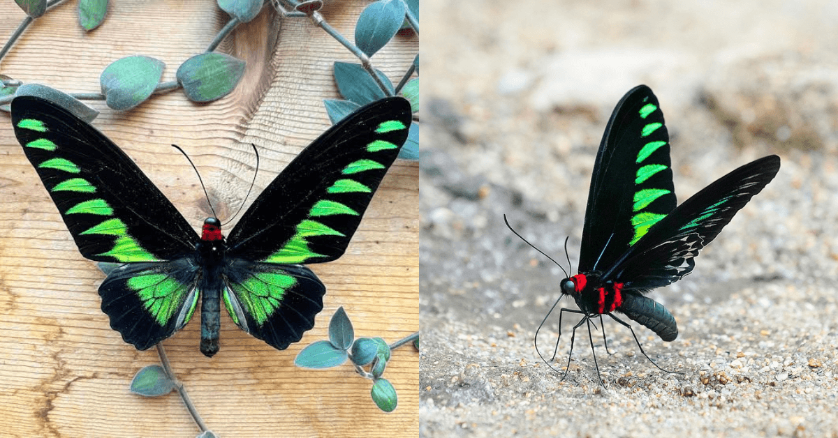 A description of the image