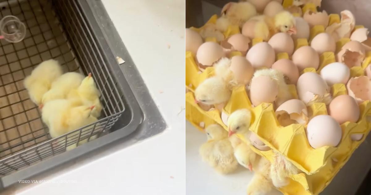 A description of the image