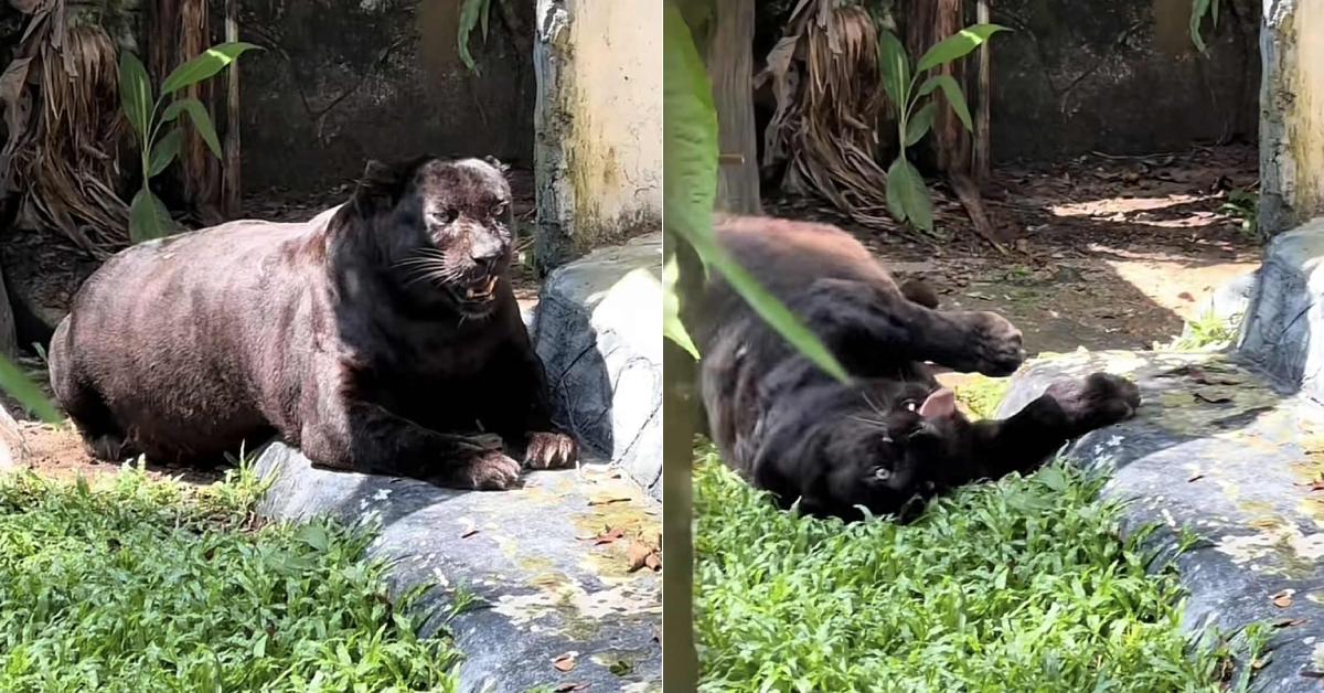 A description of the image