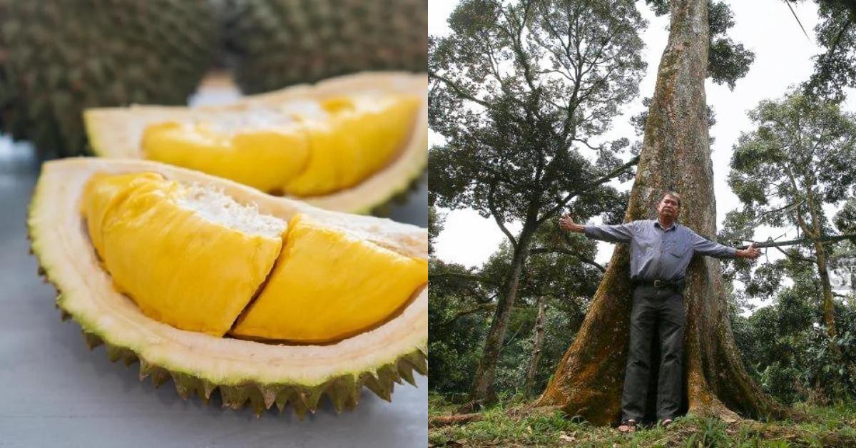 A description of the image