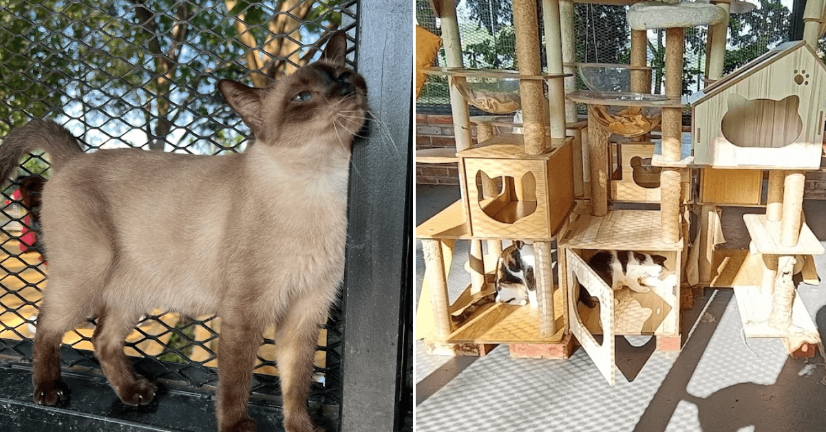 A description of the image