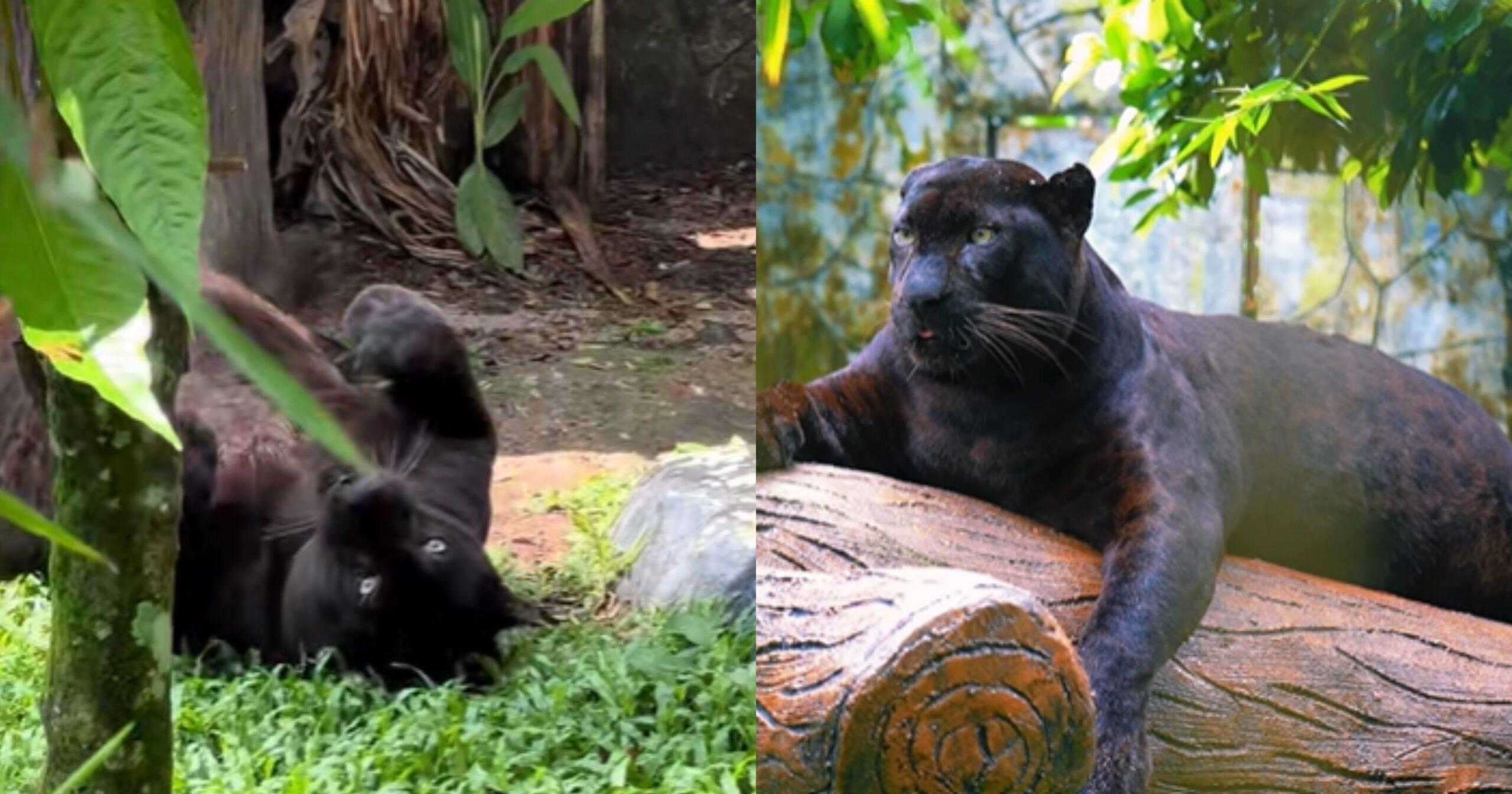 A description of the image