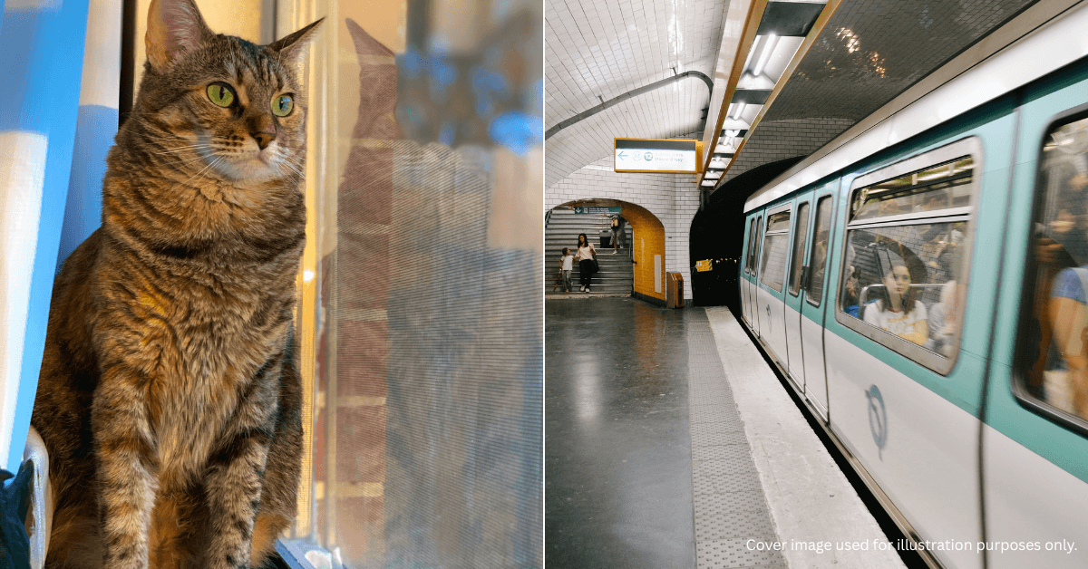 A description of the image