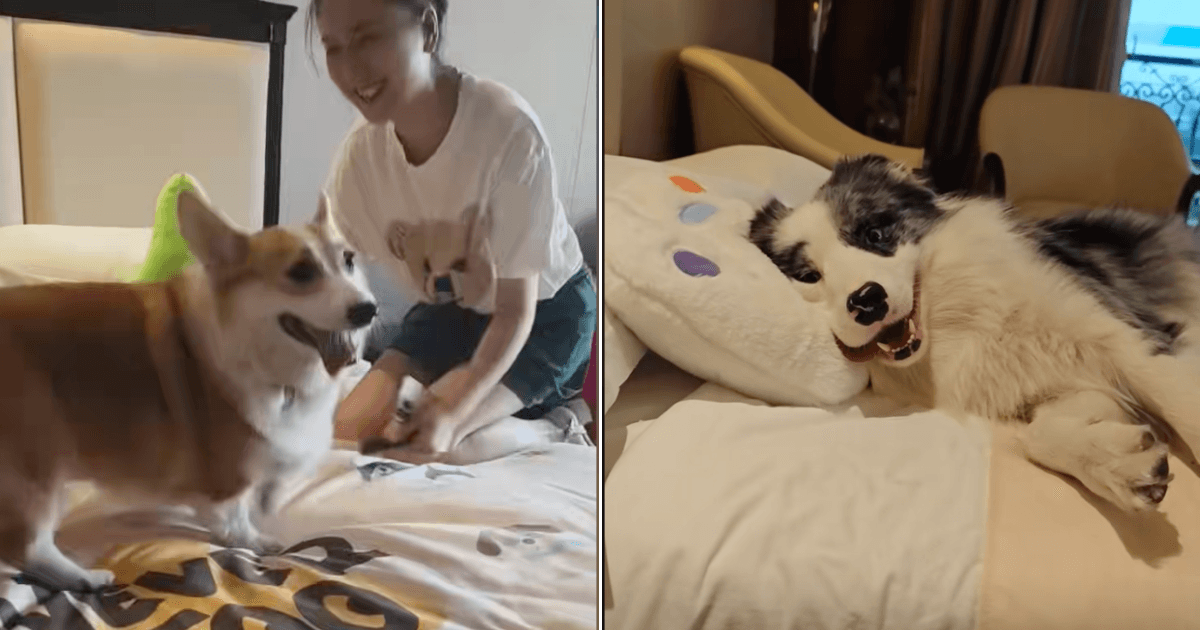 A description of the image