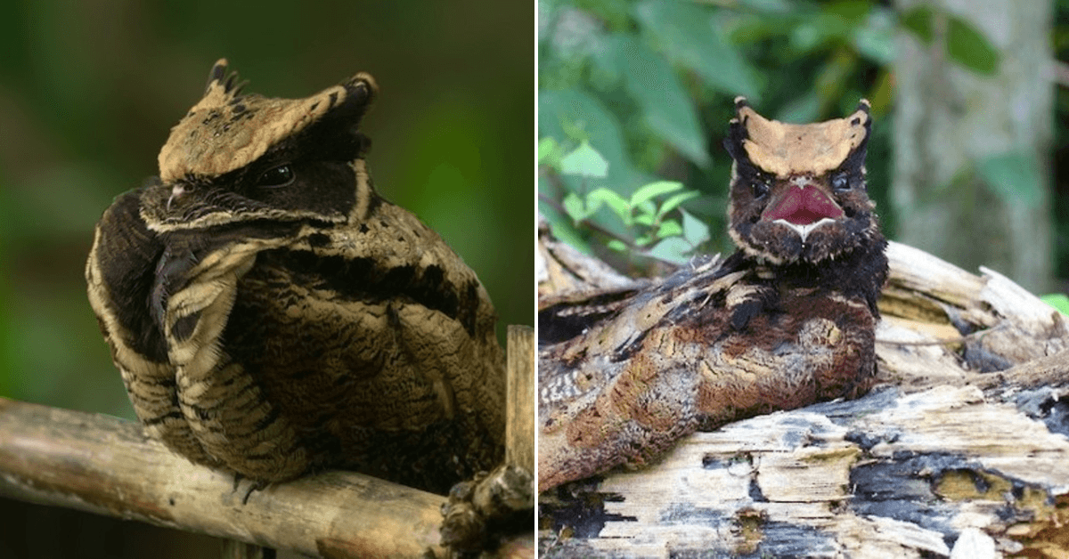 A description of the image