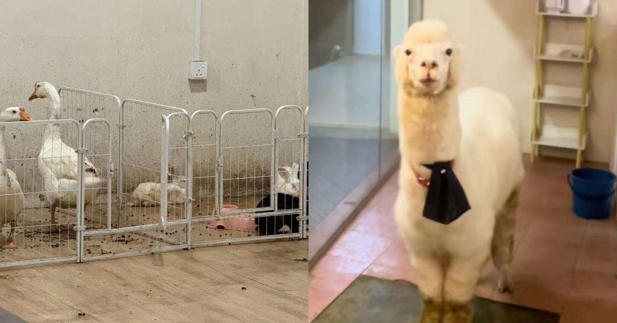 A description of the image