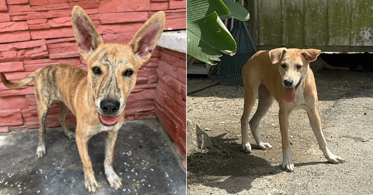 A description of the image