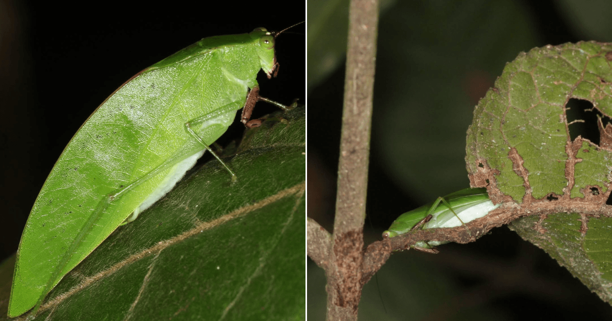 A description of the image