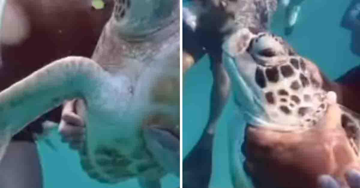 A description of the image