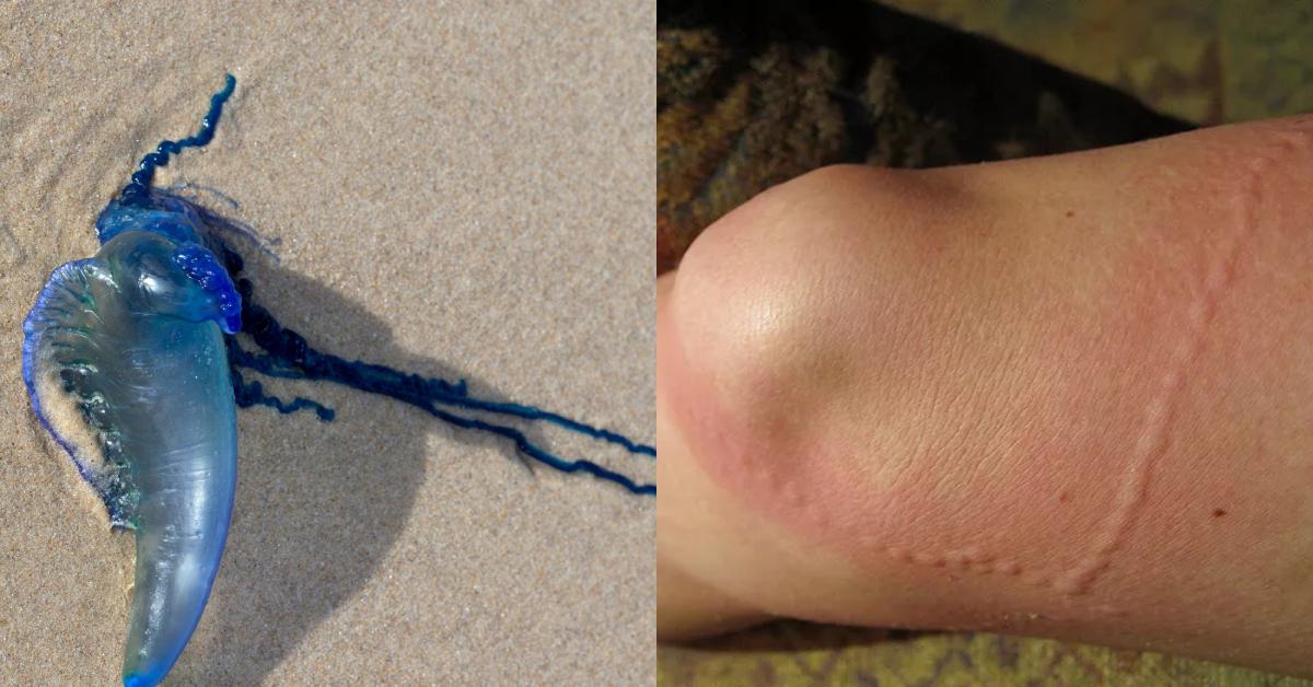 A description of the image