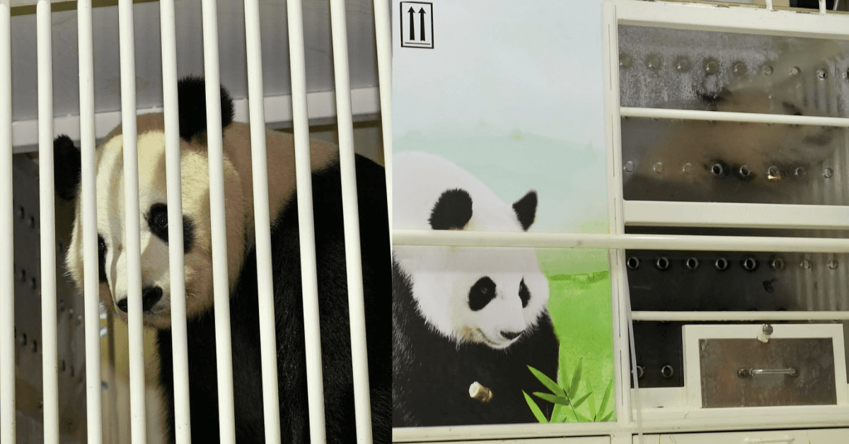 A description of the image