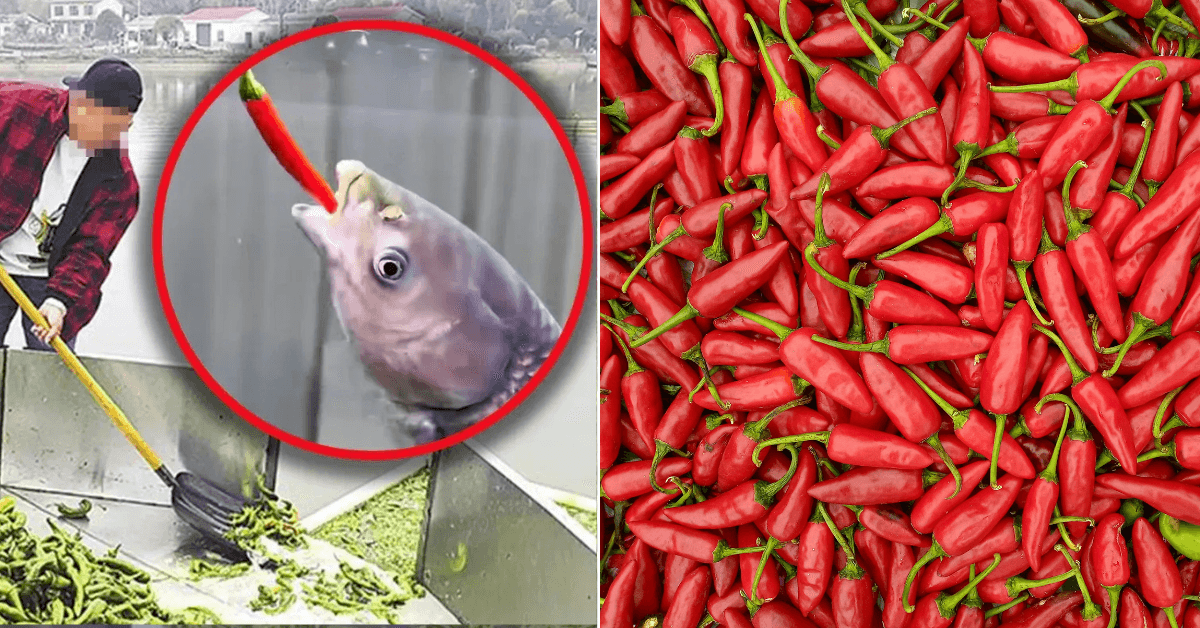 A description of the image