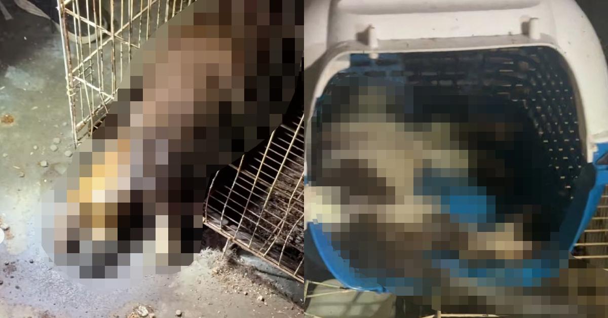 A description of the image